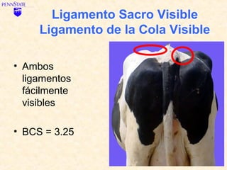 Ligamento Sacro Visible
     Ligamento de la Cola Visible

• Ambos
  ligamentos
  fácilmente
  visibles

• BCS = 3.25
 