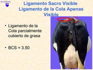 Ligamento Sacro Visible
       Ligamento de la Cola Apenas
                 Visible

• Ligamento de la
  Cola parcialmente
  cubierto de grasa

• BCS = 3.50
 