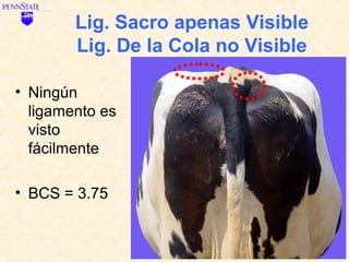 Lig. Sacro apenas Visible
        Lig. De la Cola no Visible

• Ningún
  ligamento es
  visto
  fácilmente

• BCS = 3.75
 