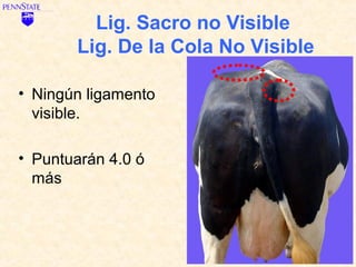 Lig. Sacro no Visible
       Lig. De la Cola No Visible

• Ningún ligamento
  visible.

• Puntuarán 4.0 ó
  más
 
