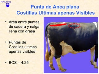 Punta de Anca plana
      Costillas Ultimas apenas Visibles
• Area entre puntas
  de cadera y nalga
  llena con grasa

• Puntas de
  Costillas ultimas
  apenas visibles

• BCS = 4.25
 