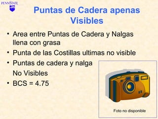 Puntas de Cadera apenas
                Visibles
• Area entre Puntas de Cadera y Nalgas
  llena con grasa
• Punta de las Costillas ultimas no visible
• Puntas de cadera y nalga
  No Visibles
• BCS = 4.75


                                   Foto no disponible
 
