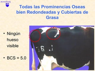 Todas las Prominencias Oseas
      bien Redondeadas y Cubiertas de
                   Grasa


• Ningún
  hueso
  visible

• BCS = 5.0
 