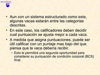 • Aun con un sistema estructurado como este,
  algunas vacas estarán entre las categorias
  descritas.
• En este caso, los calificadores deben decidir
  cual puntuación se ajusta mejor a cada vaca.
• A medida que asigna puntuaciones, puede ser
  útil calificar con un puntaje mas bajo del que
  piensa que la vaca debería recibir.
  – Esto le permitirá una segunda oportunidad para
    considerar su puntuación de condición corporal (BCS)
    final.
 