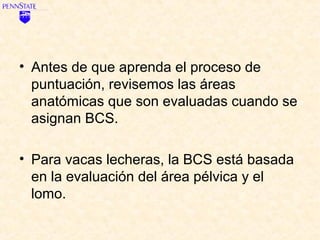 • Antes de que aprenda el proceso de
  puntuación, revisemos las áreas
  anatómicas que son evaluadas cuando se
  asignan BCS.

• Para vacas lecheras, la BCS está basada
  en la evaluación del área pélvica y el
  lomo.
 