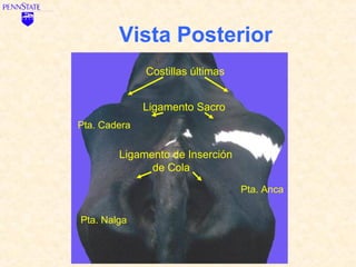 Vista Posterior
              Costillas últimas


              Ligamento Sacro
Pta. Cadera


        Ligamento de Inserción
              de Cola
                                  Pta. Anca


Pta. Nalga
 