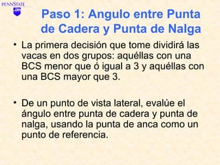 Paso 1: Angulo entre Punta
      de Cadera y Punta de Nalga
• La primera decisión que tome dividirá las
  vacas en dos grupos: aquéllas con una
  BCS menor que ó igual a 3 y aquéllas con
  una BCS mayor que 3.

• De un punto de vista lateral, evalúe el
  ángulo entre punta de cadera y punta de
  nalga, usando la punta de anca como un
  punto de referencia.
 