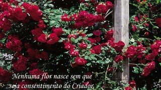 Nenhuma flor nasce sem que
seja consentimento do Criador.
 