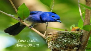 Curte a vida!
Abra os Olhos!!!
 