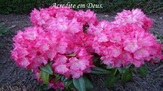Acredite em Deus.
 
