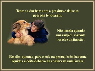 Tente se dar bem com o próximo e deixe as pessoas te tocarem. Não morda quando um simples rosnado resolve a situação. Em dias quentes, pare e role na grama, beba bastante líquidos e deite debaixo da sombra de uma árvore. 