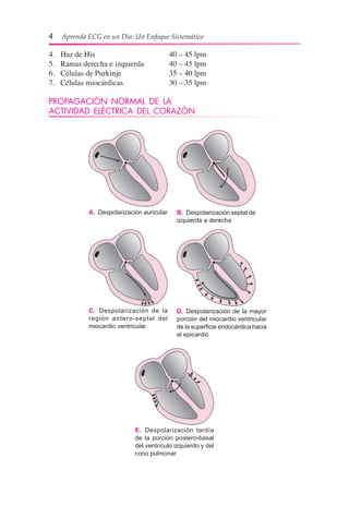 4  Aprenda ECG en un Día: Un Enfoque Sistemático
4.	 Haz de His	 40 – 45 lpm
5.	 Ramas derecha e izquierda	 40 – 45 lpm
6.	 Células de Purkinje	 35 – 40 lpm
7.	 Células miocárdicas	 30 – 35 lpm
PROPAGACIÓN NORMAL DE LA
ACTIVIDAD ELÉCTRICA DEL CORAZÓN
A.  Despolarización auricular B.  Despolarización septal de
izquierda a derecha
C.  Despolarización de la
región antero-septal del
miocardio ventricular
D.  Despolarización de la mayor
porción del miocardio ventricular
de la superficie endocárdica hacia
el epicardio
E.  Despolarización tardía
de la porción postero-basal
del ventrículo izquierdo y del
cono pulmonar
 