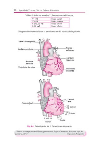10  Aprenda ECG en un Día: Un Enfoque Sistemático
Tabla 4.1: Relación entre las 12 Derivaciones del Corazón
	 V1–V2	 Pared septal
	 V3–V4	 Pared anterior
	 I, aVL ,V5-V6	 Pared lateral
	 II, III, aVF	 Pared inferior
Fig. 4.4:  Relación entre las 12 Derivaciones del corazón
“Tómese su tiempo para deliberar, pero cuando llegue el momento de actuar, deje de
pensar y entre.”	 —Napoleon Bonaparte
El septum interventricular es la pared anterior del ventrículo izquierdo.
 