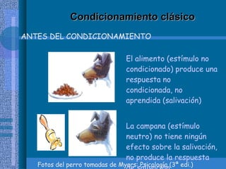 Condicionamiento clásico ANTES DEL CONDICIONAMIENTO El alimento (estímulo no condicionado) produce una respuesta no condicionada, no aprendida (salivación)  La campana (estímulo neutro) no tiene ningún efecto sobre la salivación, no produce la respuesta de salivación Fotos del perro tomadas de Myers: Psicología (3ª edi.) 