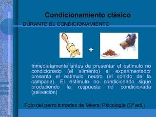 Condicionamiento clásico Inmediatamente antes de presentar el estímulo no condicionado (el alimento) el experimentador presenta el estímulo neutro (el sonido de la campana). El estímulo no condicionado sigue produciendo la respuesta no condicionada (salivación)   Foto del perro tomadas de Myers: Psicología (3ª edi.) + DURANTE EL CONDICIONAMIENTO 