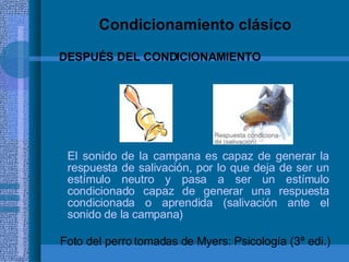 Condicionamiento clásico El sonido de la campana es capaz de generar la respuesta de salivación, por lo que deja de ser un estímulo neutro y pasa a ser un estímulo condicionado capaz de generar una respuesta condicionada o aprendida (salivación ante el sonido de la campana) Foto del perro tomadas de Myers: Psicología (3ª edi.) DESPUÉS DEL CONDICIONAMIENTO 