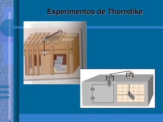 Experimentos de Thorndike 