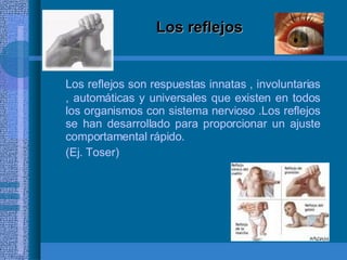 Los reflejos Los reflejos son respuestas innatas , involuntarias , automáticas y universales que existen en todos los organismos con sistema nervioso .Los reflejos se han desarrollado para proporcionar un ajuste comportamental rápido. (Ej. Toser) 