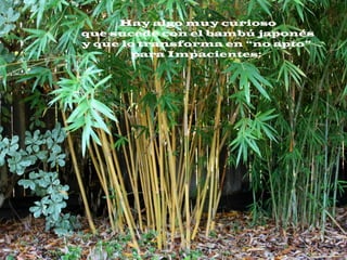 Hay algo muy curioso
que sucede con el bambú japonés
y que lo transforma en “no apto”
para Impacientes:
 