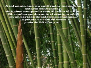 A tal punto que, un cultivador inexperto,
estaría convencido
de haber comprado semillas no fértiles.
Sin embargo, durante el séptimo año,
en un período de sólo seis semanas...
la planta de bambú crece
¡más de 30 metros! 
 