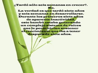¿Tardó sólo seis semanas en crecer?.
No.
La verdad es que tardó siete años
y seis semanas en desarrollarse.
Durante los primeros siete años
de aparente inactividad,
este bambú estaba generando
un complejo sistema de raíces
que le permitirían sostener
el crecimiento que iba a tener
después de siete años. 
 