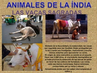 LAS VACAS SAGRADAS
Símbolo de la fecundidad y la maternidad, las vacas
son sagradas para los hindúes. Están protegidas por
la ley y nadie osa hostigarlas, maltratarlas y mucho
menos matarlas para aprovechar su carne.
El origen de esta costumbre se pierde en el pasado.
Hace casi 2.500 años, el crecimiento demográfico en
la India provocó la reducción de las tierras de pasto
en favor de los cultivos de hortalizas. Las vacas,
cada vez menos numerosas, fueron entonces
conservadas por su leche y abono.
Actualmente andan por las calles interrumpiendo el
tráfico y
 