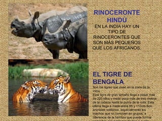 RINOCERONTE
HINDÚ
EN LA INDIA HAY UN
TIPO DE
RINOCERONTES QUE
SON MÁS PEQUEÑOS
QUE LOS AFRICANOS.
EL TIGRE DE
BENGALA
Son los tigres que viven en la zona de la
India.
Este tigre de gran tamaño llega a pesar más
de 220 kilos y medir poco más de tres metros
de la cabeza hasta la punta de la cola. Esta
última llega a medir entre 85 y 110cm.Son
animales solitarios, especialmente los
machos que no conviven en grupos, a
diferencia de la hembra que puede formar
 