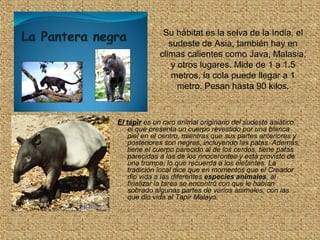 Su hábitat es la selva de la India, el
sudeste de Asia, también hay en
climas calientes como Java, Malasia,
y otros lugares. Mide de 1 a 1.5
metros, la cola puede llegar a 1
metro. Pesan hasta 90 kilos.
El tapir es un raro animal originario del sudeste asiático,
el que presenta un cuerpo revestido por una blanca
piel en el centro, mientras que sus partes anteriores y
posteriores son negras, incluyendo las patas. Además,
tiene el cuerpo parecido al de los cerdos, tiene patas
parecidas a las de los rinocerontes y está provisto de
una trompa, lo que recuerda a los elefantes. La
tradición local dice que en momentos que el Creador
dio vida a las diferentes especies animales, al
finalizar la tarea se encontró con que le habían
sobrado algunas partes de varios animales, con las
que dio vida al Tapir Malayo.
 