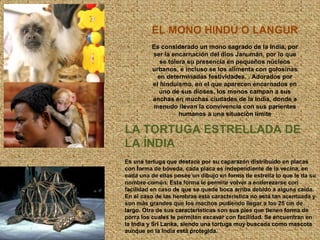 EL MONO HINDÚ O LANGUR
Es considerado un mono sagrado de la India, por
ser la encarnación del dios Janumán, por lo que
se tolera su presencia en pequeños núcleos
urbanos, e incluso se los alimenta con golosinas
en determinadas festividades. . Adorados por
el hinduismo, en el que aparecen encarnados en
uno de sus dioses, los monos campan a sus
anchas en muchas ciudades de la India, donde a
menudo llevan la convivencia con sus parientes
humanos a una situación límite
LA TORTUGA ESTRELLADA DE
LA ÍNDIA
Es una tortuga que destaca por su caparazón distribuido en placas
con forma de bóveda, cada placa es independiente de la vecina, en
cada una de ellas posee un dibujo en forma de estrella lo que le da su
nombre común. Esta forma le permite volver a enderezarse con
facilidad en caso de que se quede boca arriba debido a alguna caída.
En el caso de las hembras esta característica no está tan acentuada y
son más grandes que los machos pudiendo llegar a los 25 cm de
largo. Otra de sus características son sus pies que tienen forma de
porra los cuales le permiten excavar con facilidad. Se encuentran en
la India y Sri Lanka, siendo una tortuga muy buscada como mascota
aunque en la India está protegida.
 