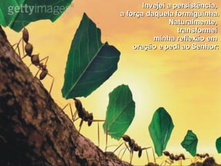 Invejei a persistência,  a força daquela formiguinha. Naturalmente,  transformei  minha reflexão em  oração e pedi ao Senhor: 