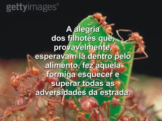 A alegria dos filhotes que, provavelmente, esperavam lá dentro pelo alimento, fez aquela formiga esquecer e superar todas as adversidades da estrada. 