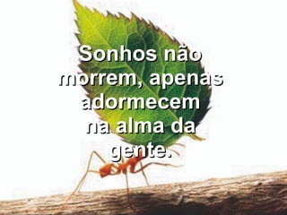 Sonhos não morrem, apenas adormecem na alma da gente. 