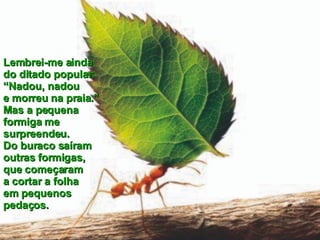 Lembrei-me ainda  do ditado popular:  “Nadou, nadou  e morreu na praia.”  Mas a pequena  formiga me surpreendeu.  Do buraco saíram  outras formigas,  que começaram  a cortar a folha  em pequenos  pedaços. 