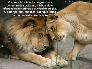 O amor não alimenta mágoas com pensamentos dolorosos. Não cultiva ofensas com lástimas e autocomiseração. O amor perdoa, esquece, extingue todos os traços de dor no coração. 