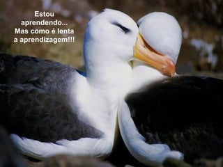 Estou aprendendo... Mas como é lenta a aprendizagem!!! 