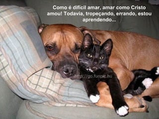 Como é difícil amar, amar como Cristo amou! Todavia, tropeçando, errando, estou aprendendo... 