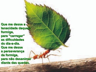 Que me desse a  tenacidade daquela  formiga,  para “carregar”  as dificuldades  do dia-a-dia.  Que me desse  a perseverança  da formiga,  para não desanimar  diante das quedas. 