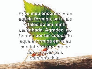 Após meu encontro com aquela formiga, saí mais fortalecido em minha caminhada. Agradeci ao Senhor por ter colocado aquela formiga em meu caminho ou por me ter feito passar pelo caminho dela. 