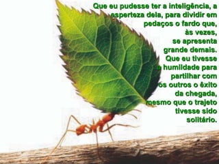 Que eu pudesse ter a inteligência, a esperteza dela, para dividir em pedaços o fardo que, às vezes, se apresenta grande demais. Que eu tivesse a humildade para partilhar com os outros o êxito da chegada, mesmo que o trajeto tivesse sido solitário.