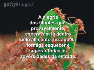 A alegriados filhotes que, provavelmente, esperavam lá dentro pelo alimento, fez aquela formiga esquecer esuperar todas as adversidades da estrada.