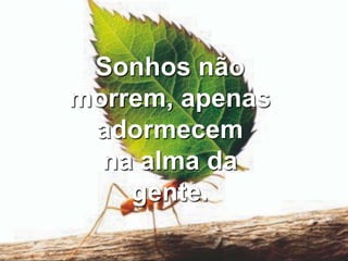 Sonhos não morrem, apenas adormecemna alma da gente.