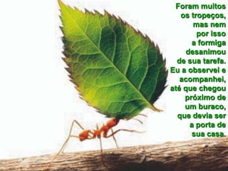 Foram muitos os tropeços, mas nem por isso a formiga desanimou de sua tarefa. Eu a observei eacompanhei, até que chegou próximo de um buraco, que devia ser a porta de sua casa.