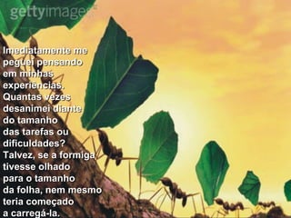 Imediatamente me peguei pensando em minhas experiências. Quantas vezes desanimei diante do tamanho das tarefas ou dificuldades?Talvez, se a formiga tivesse olhado para o tamanho da folha, nem mesmo teria começado a carregá-la.