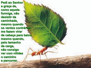 Pedi ao SenhorPedi ao Senhor
a graça de,a graça de,
como aquelacomo aquela
formiga, nãoformiga, não
desistir dadesistir da
caminhada,caminhada,
mesmo quandomesmo quando
os ventos contráriosos ventos contrários
me fazem virarme fazem virar
de cabeça para baixo,de cabeça para baixo,
mesmo quando,mesmo quando,
pelo tamanhopelo tamanho
da carga,da carga,
não consigonão consigo
ver com nitidezver com nitidez
o caminhoo caminho
a percorrer.a percorrer.
 