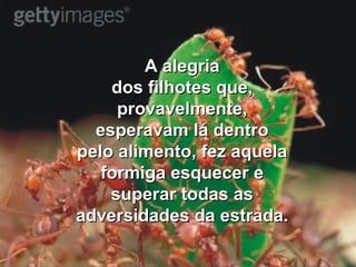 A alegriaA alegria
dos filhotes que,dos filhotes que,
provavelmente,provavelmente,
esperavam lá dentroesperavam lá dentro
pelo alimento, fez aquelapelo alimento, fez aquela
formiga esquecer eformiga esquecer e
superar todas assuperar todas as
adversidades da estrada.adversidades da estrada.
 