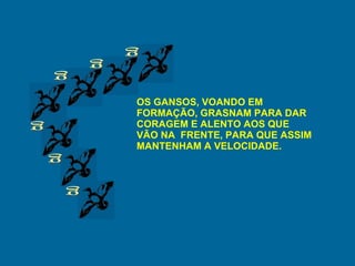 g g g g g g OS GANSOS, VOANDO EM FORMAÇÃO, GRASNAM PARA DAR CORAGEM E ALENTO AOS QUE VÃO NA  FRENTE, PARA QUE ASSIM MANTENHAM A VELOCIDADE. 