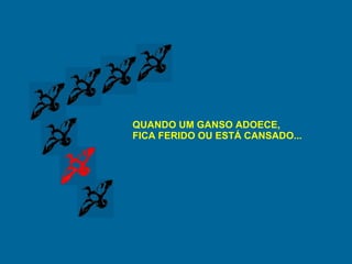 QUANDO UM GANSO ADOECE, FICA FERIDO OU ESTÁ CANSADO... 
