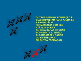OUTROS SAEM DA FORMAÇÃO E O ACOMPANHAM PARA AJUDÁ-LO E PROTEGÊ-LO. PERMANECEM COM ELE  ATÉ QUE MORRA OU SEJA CAPAZ DE VOAR  NOVAMENTE E, ENTÃO, ALCANÇAM SEU BANDO  OU SE INTEGRAM EM OUTRA FORMAÇÃO. 