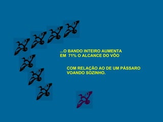 ...O BANDO INTEIRO AUMENTA EM  71% O ALCANCE DO VÔO COM RELAÇÃO AO DE UM PÁSSARO VOANDO SOZINHO. 