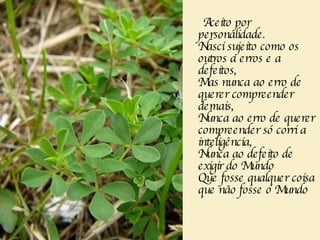 Aceito por personalidade.   Nasci sujeito como os outros a erros e a defeitos,   Mas nunca ao erro de querer compreender demais,   Nunca ao erro de querer compreender só corri a inteligência,   Nunca ao defeito de exigir do Mundo   Que fosse qualquer coisa que não fosse o Mundo 